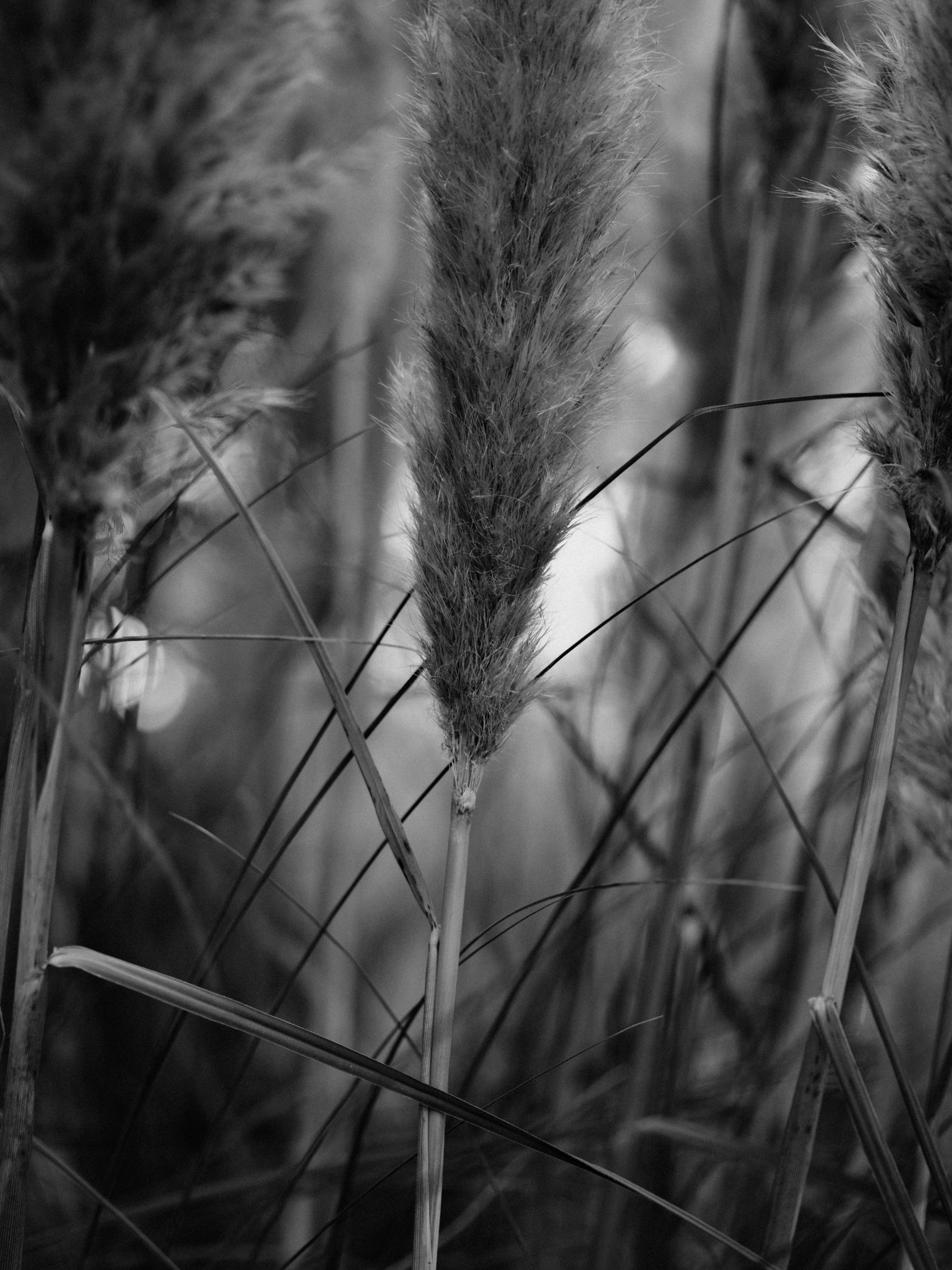 grayscale photo of wheat field